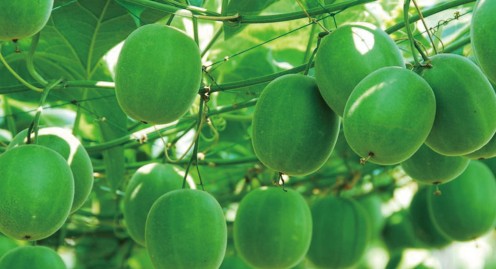 Healthy Benefits of Natural Sweetener Monk Fruit Extract