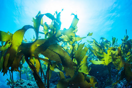 Kelp Powder Extract Skincare Benefits