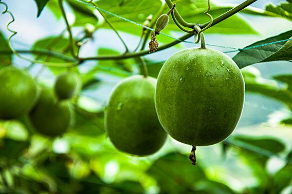 Monk Fruit Powder Extract Natural Sweetener - ANS Botanics