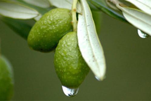 Olive Leaf Powder Extract Hydroxytyrosol is an active ingredient in olives, which acts as a highly active antioxidant in the human body. 
